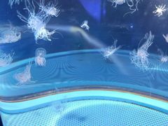 -西海国立公园九十九岛水族馆