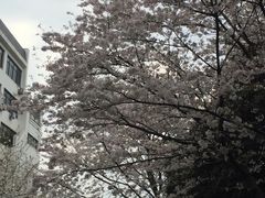 -武汉大学-樱园