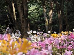 -杭州植物园