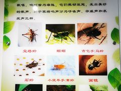 -上海昆虫博物馆