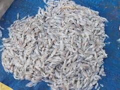 -宾朋海鲜饭庄(兴海路店)