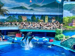-海合安成都极地海洋公园