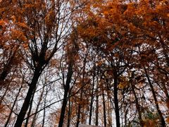 -上海海湾国家森林公园