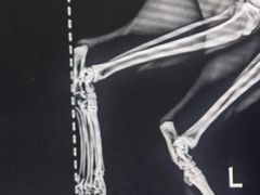 -乐派堂宠物医院·猫友好· 心脏科(东街店)