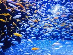 -成都浩海立方海洋公园