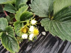 -胜丰草莓采摘园