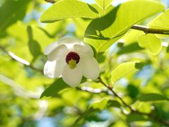 -大连天门山国家森林公园