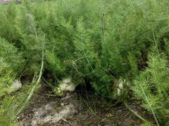 -中国天府农业博览园