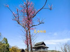 -杭州植物园