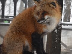 -宫城藏王狐狸村