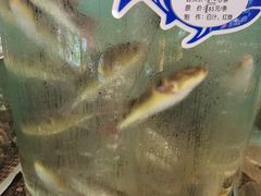 -鞍山大白鲨美食酒店