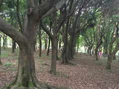 -汉拿树木园
