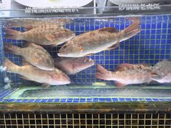 -欢乐海岸美食联盟