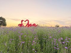 -西京湾花海