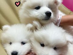 -翊宠yipet猫狗购宠庄园犬舍•猫舍