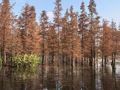 -白鹭湾湿地公园