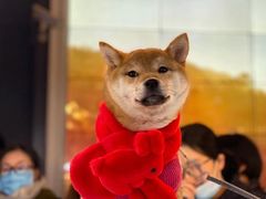 -萌宠之家·腊肠犬·马尔泰·小体犬舍