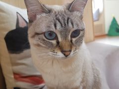 -猫和宫(六道口店)