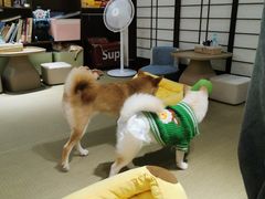 -逗柴咖啡屋·狗咖猫咖宠物桌游