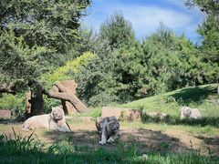 -北京野生动物园