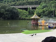 -西双版纳原始森林公园