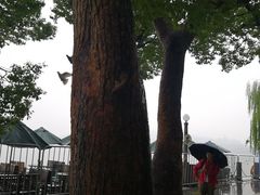 -西湖外事游船(湖滨二公园外事游船码头)