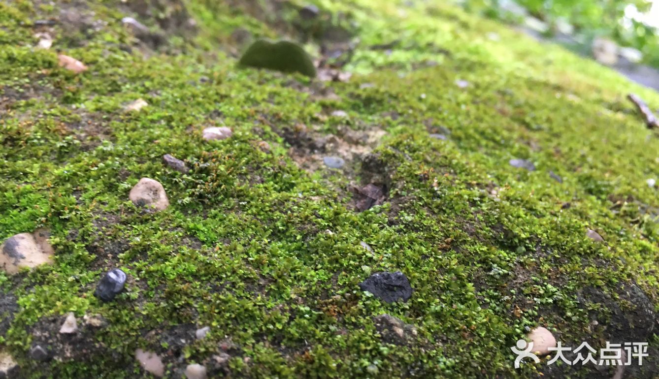 国庆扫街随拍~风响驼铃