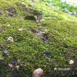 国庆扫街随拍~风响驼铃