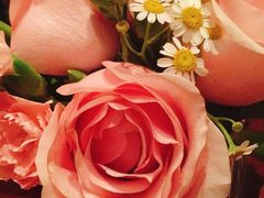 -TOMATITO(无限极荟店)