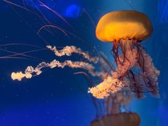 -海合安成都极地海洋公园