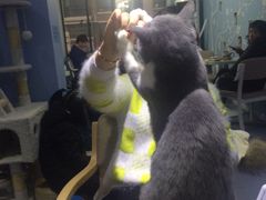 -喵的天空名猫咖啡馆·撸猫·猫舍·用品