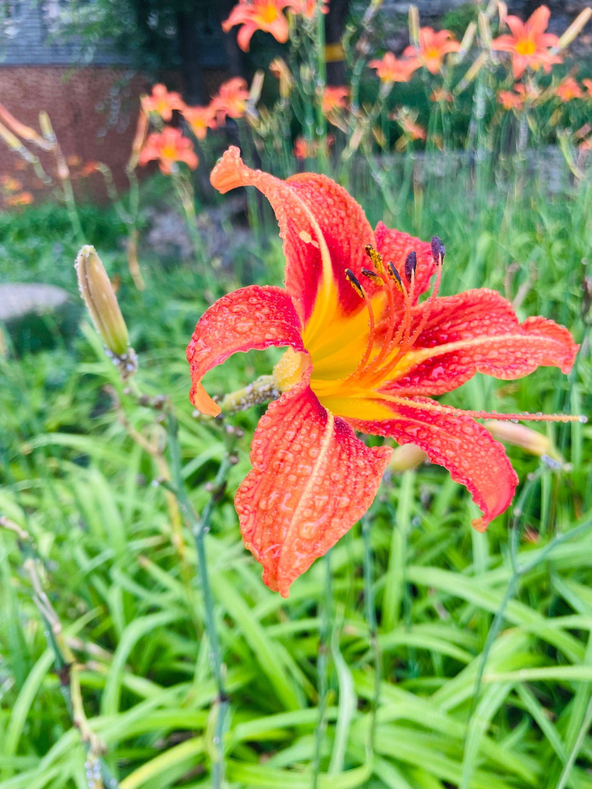 差点把萱草花认错成黄花菜,你知道他们的区别吗