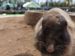 -前小桔亲子创意农场·草莓采摘·露营烧烤