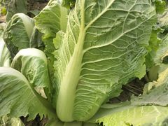 -庞各庄翠芳园西瓜蔬菜基地采摘园