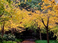 -上海共青森林公园