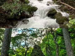 -天目山大树王景区