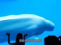 -海合安成都极地海洋公园