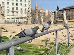 -加泰罗尼亚广场