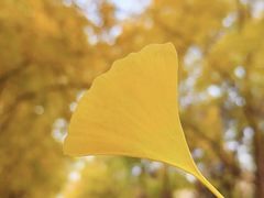 -三里屯东五街银杏大道