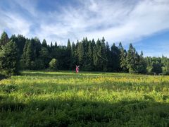 -武陵山森林公园