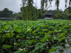 -西湖外事游船(花港观鱼码头)