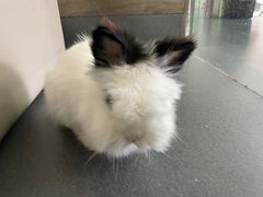 -爱侣宠医·鹦鹉专科·小型哺乳类·异宠专科(灵石路店)