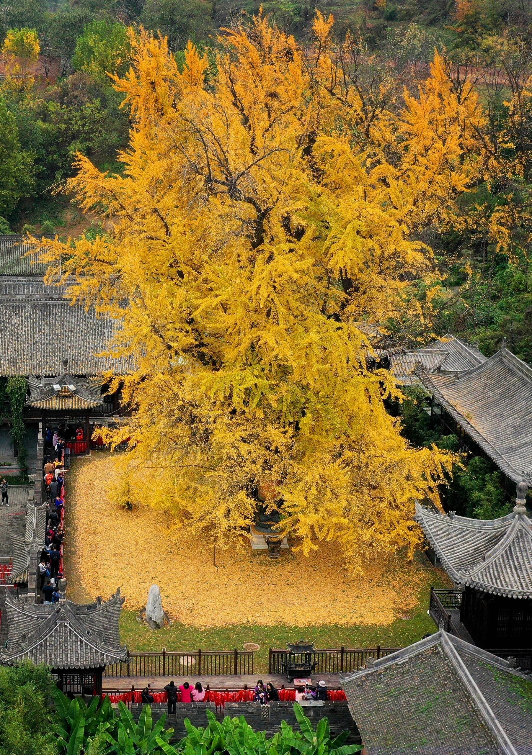 西安古观音禅寺图片