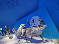 -贝林大翅鲸简餐厅(国家海洋博物馆店)