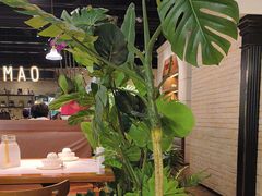 -三猫黑鱼花(南大店)
