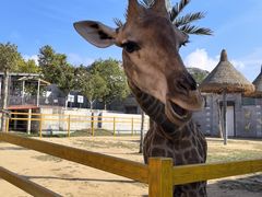 -西霞口神雕山野生动物世界