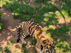-西霞口神雕山野生动物世界