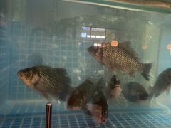-顺峰顺水顺德菜(龙华店)
