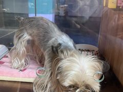 -FAELING PETS美天灵宠物(富力广场店)