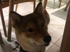 -柴务处·柴犬主题狗咖